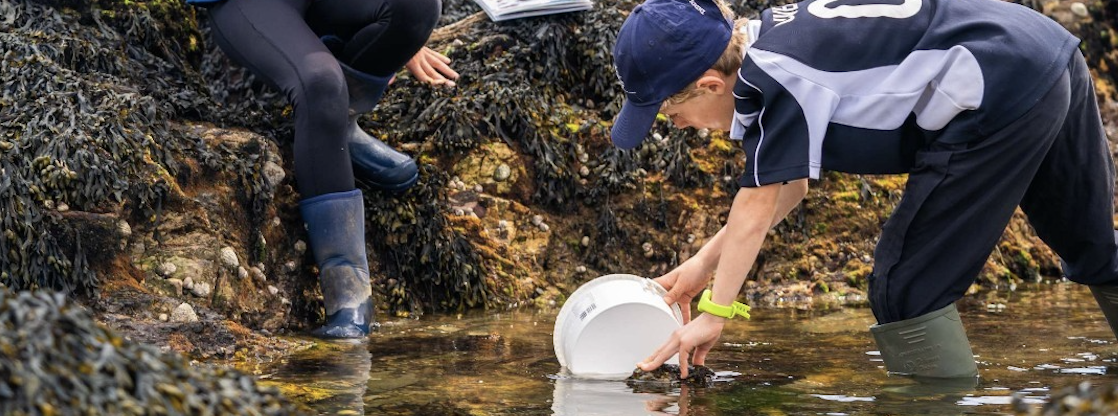 Two people crouching on a seaweed-covered rocky shore, taking a water sample in a white bucket