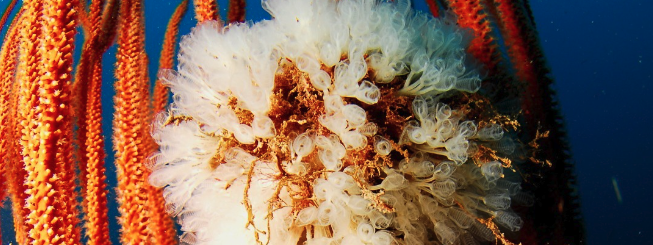 Underwater close-up of vivid orange marine growth with a white feathery bloom against deep blue water