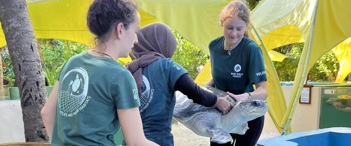 Volunteers in matching teal T-shirts tending a rescued seal under a yellow shelter